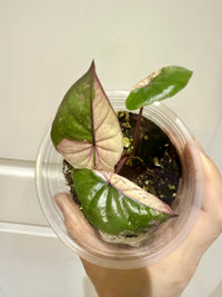 Alocasia Serendipity