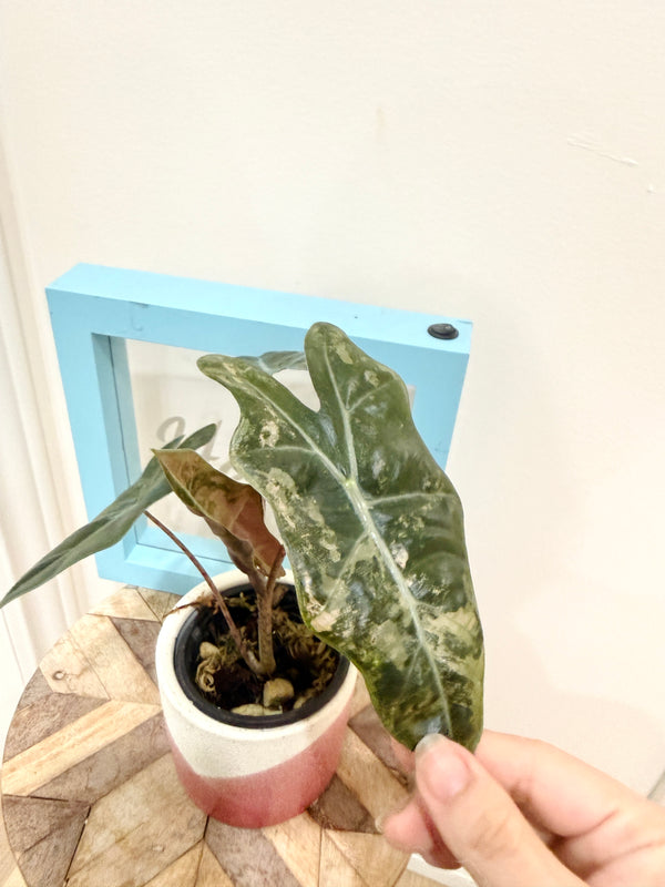 Alocasia Pseudo Pink