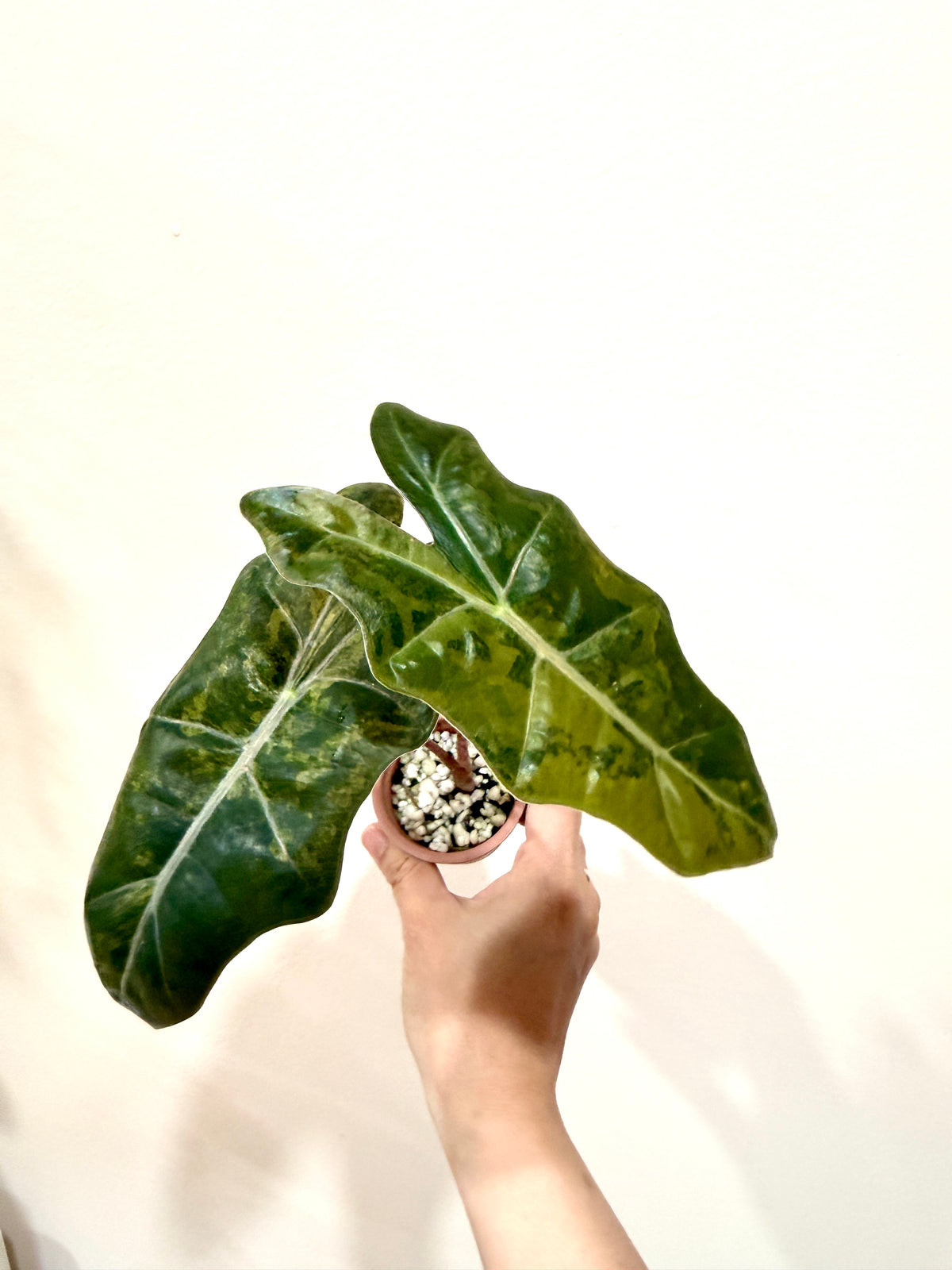 Alocasia Pseudo Aurea