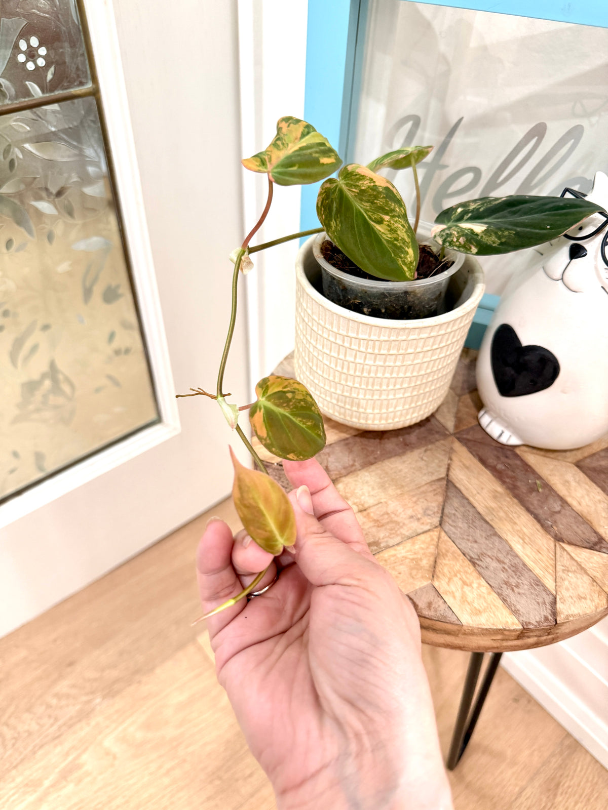 Philodendron Micans Variegated