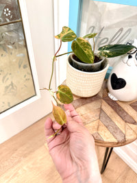 Philodendron Micans Variegated