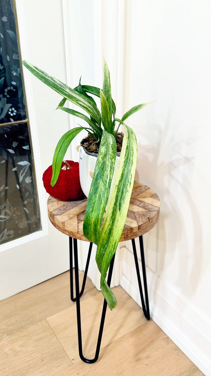 Anthurium Vittarifolium Variegated