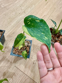 Monstera Electrolyte