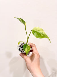 Monstera Electrolyte