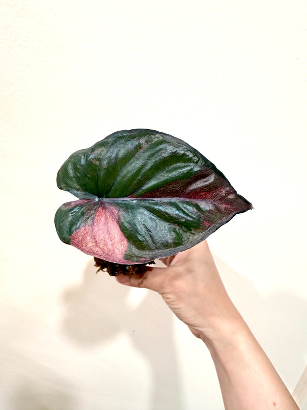 Alocasia Serendipity Variegated