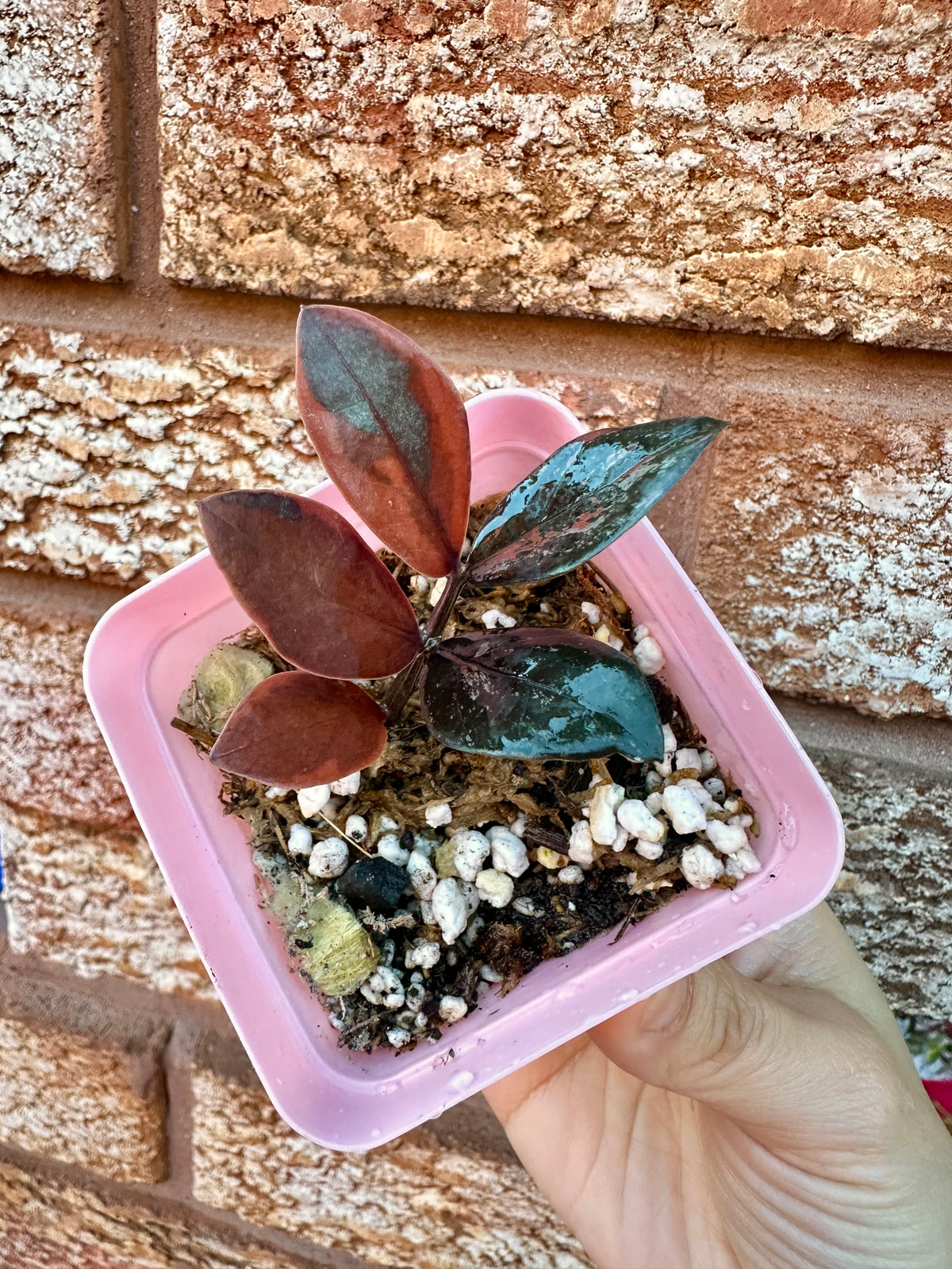 ZZ Pink Plant