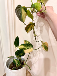 Philodendron Micans Variegated