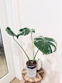 Monstera Bulbasaur