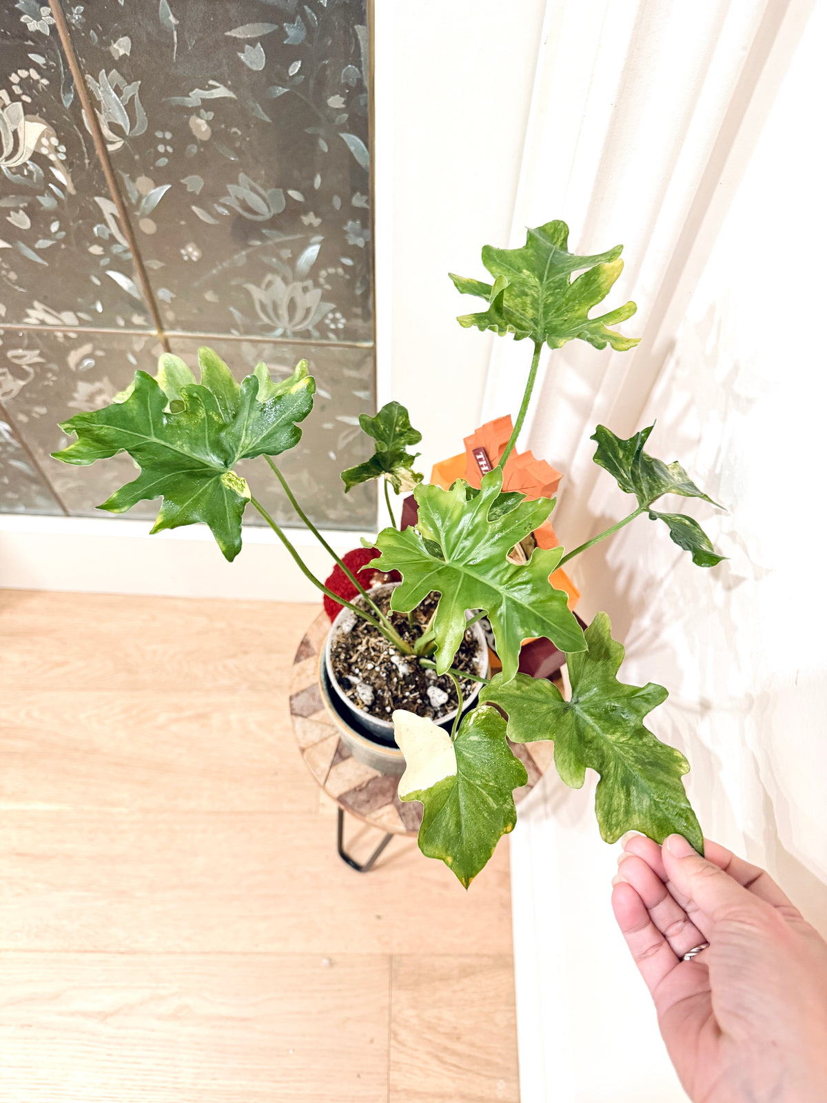 Philodendron Selloum Variegated