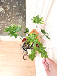 Philodendron Selloum Variegated