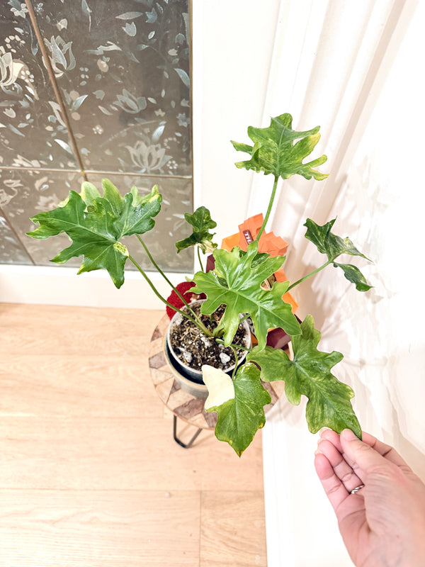 Philodendron Selloum Variegated