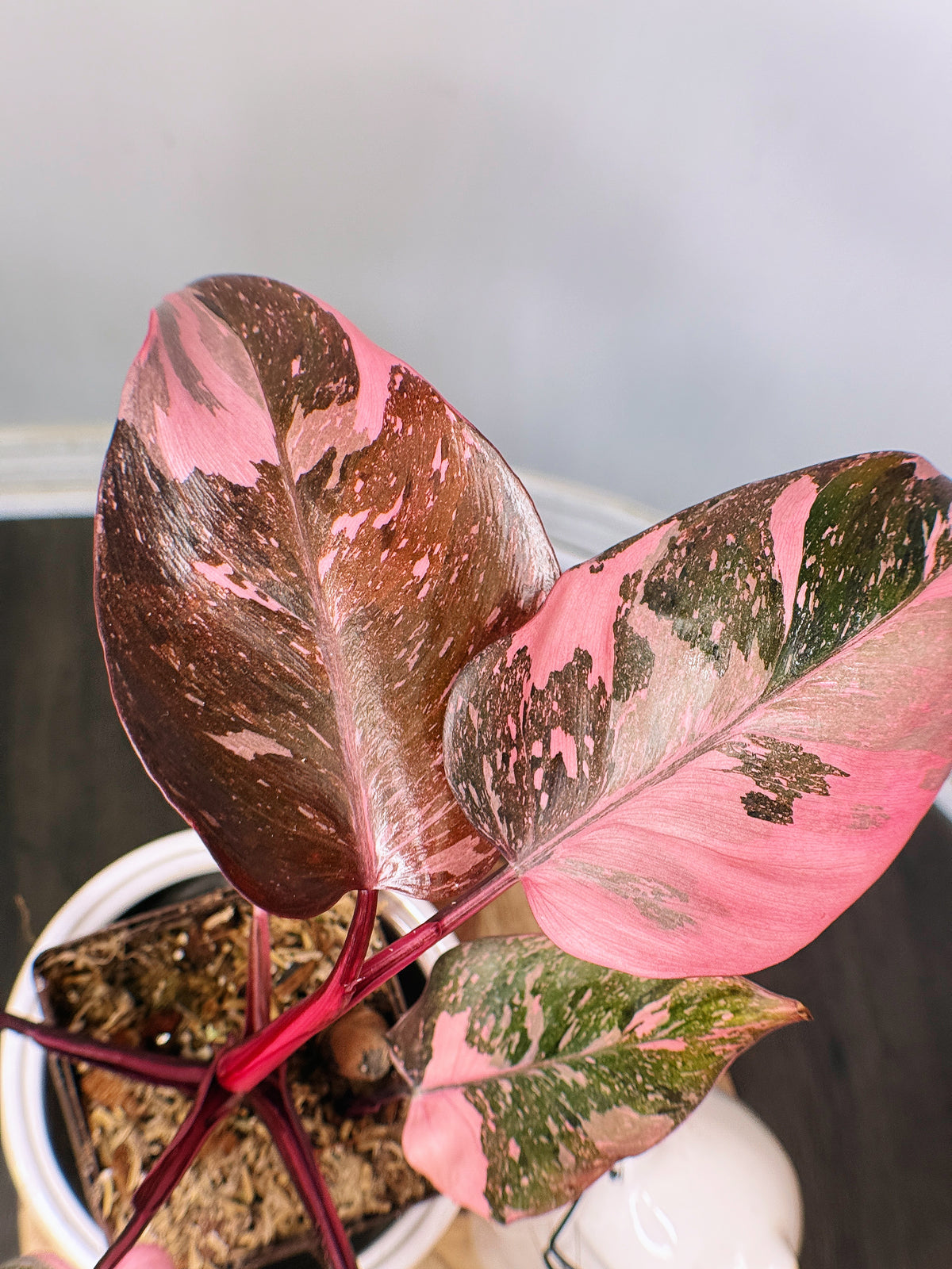 Philodendron Pink Princess Galaxy