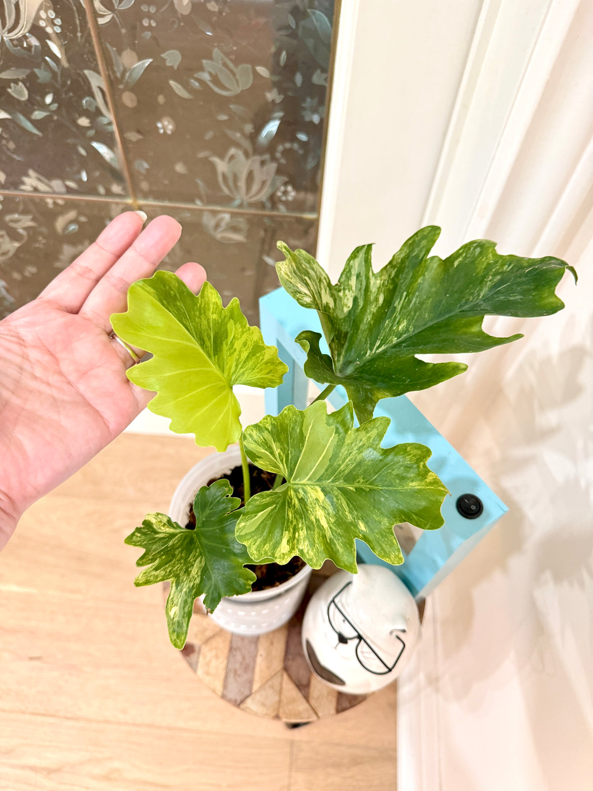 Philodendron Selloum Variegated