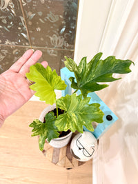 Philodendron Selloum Variegated