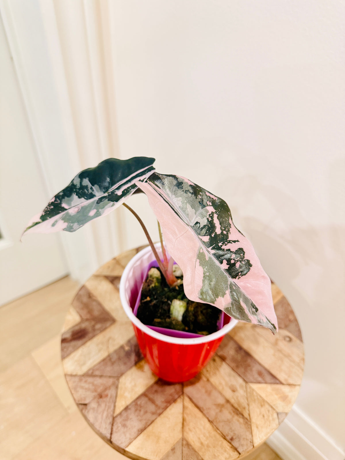 Alocasia Chantrieri Pink