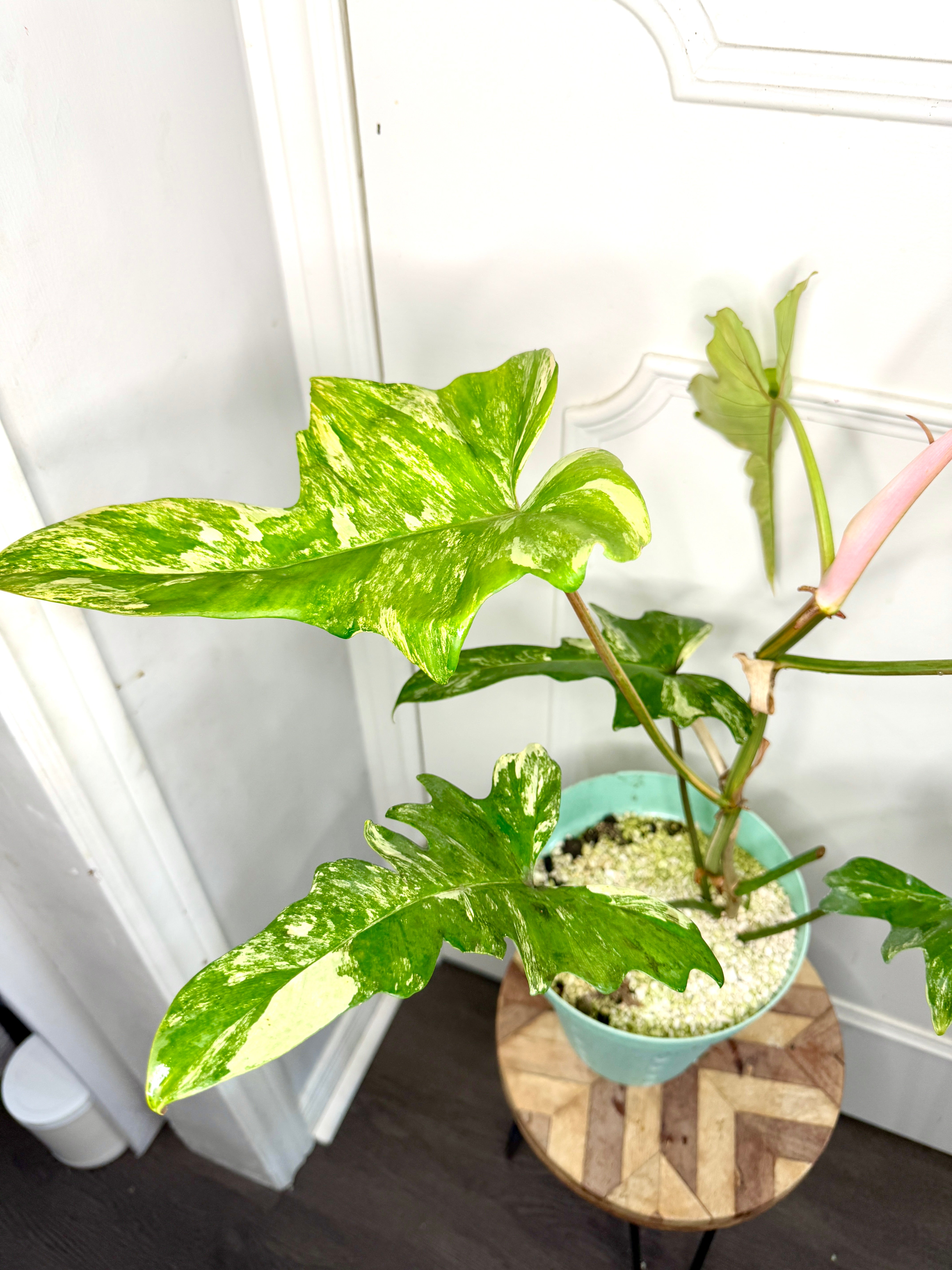 その他観葉植物 2x Philodendron florida beauty x mayoi Philodendron Florida Beauty x Mayoi – Rare Tropical Plants