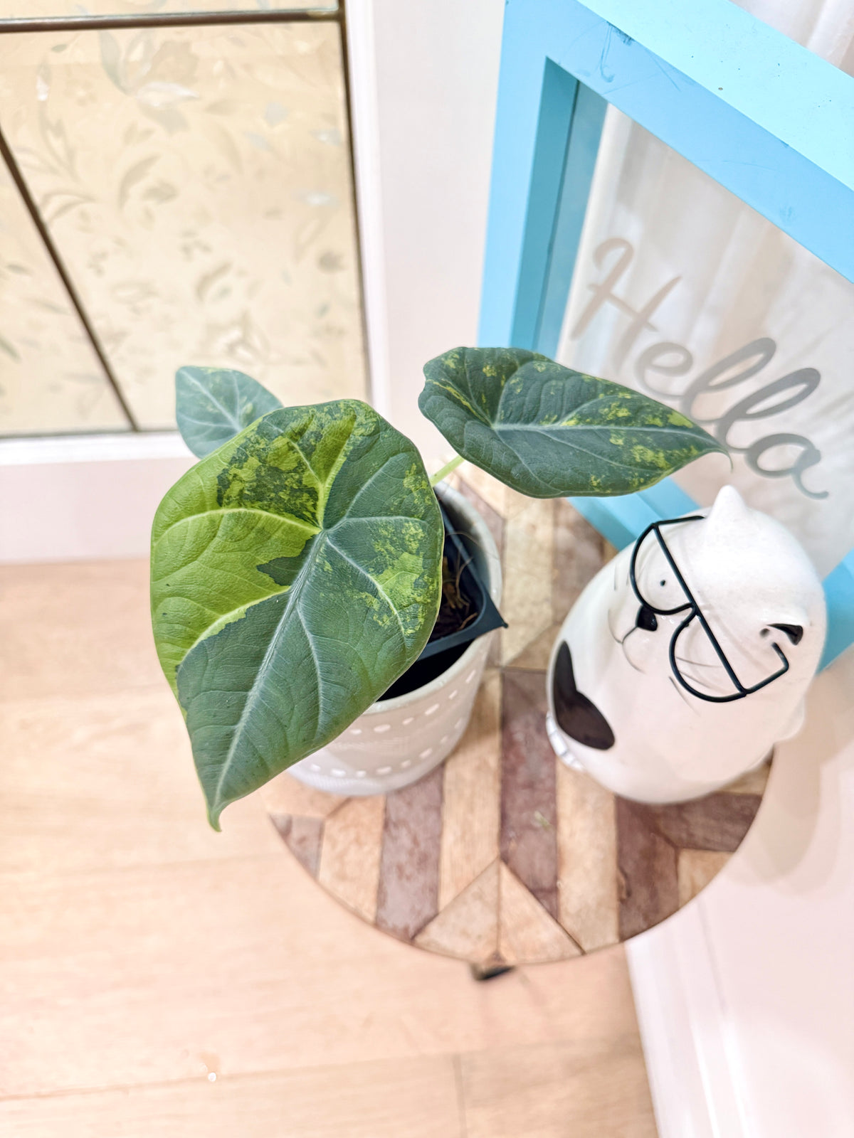 ALOCASIA GOLDEN LIME