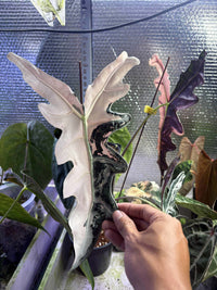 Alocasia Nobilis Pink K Corm