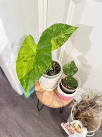 Alocasia Gageana Mint & Wentii Silver