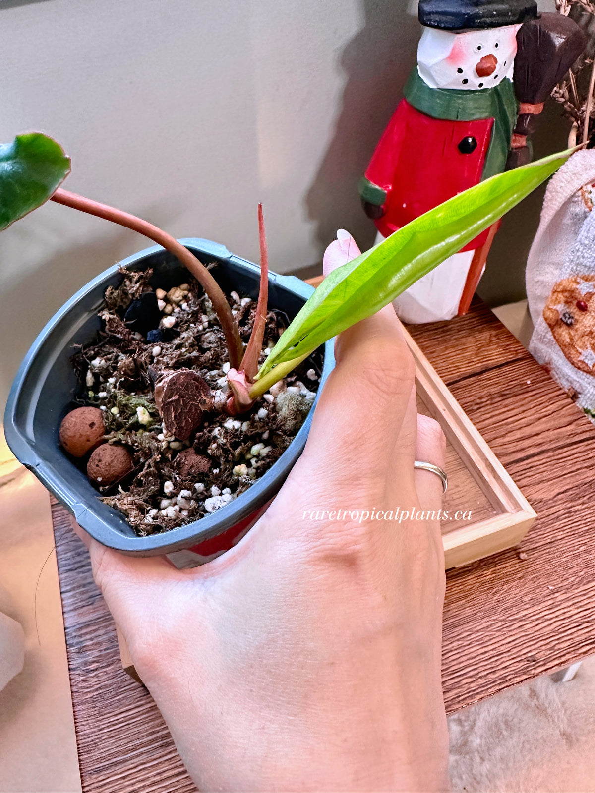 Philodendron Billietiae Variegated