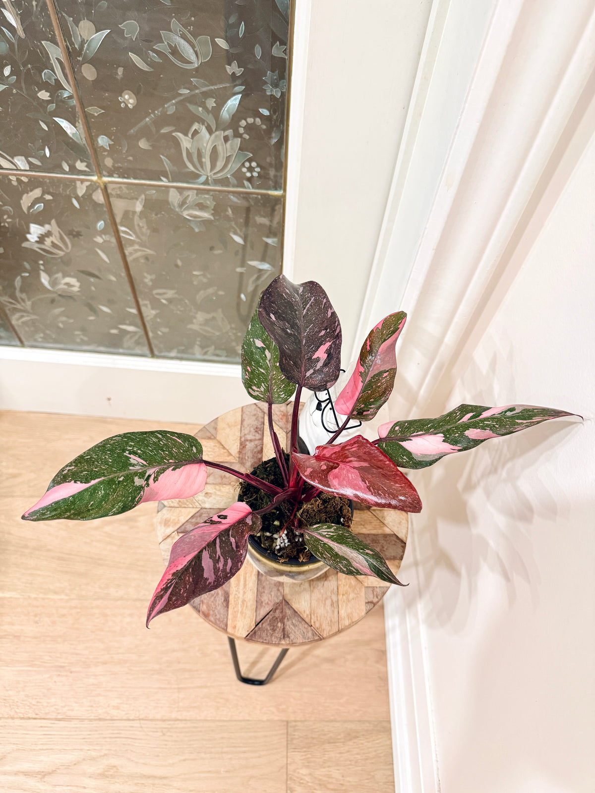 Philodendron Pink Princess Galaxy