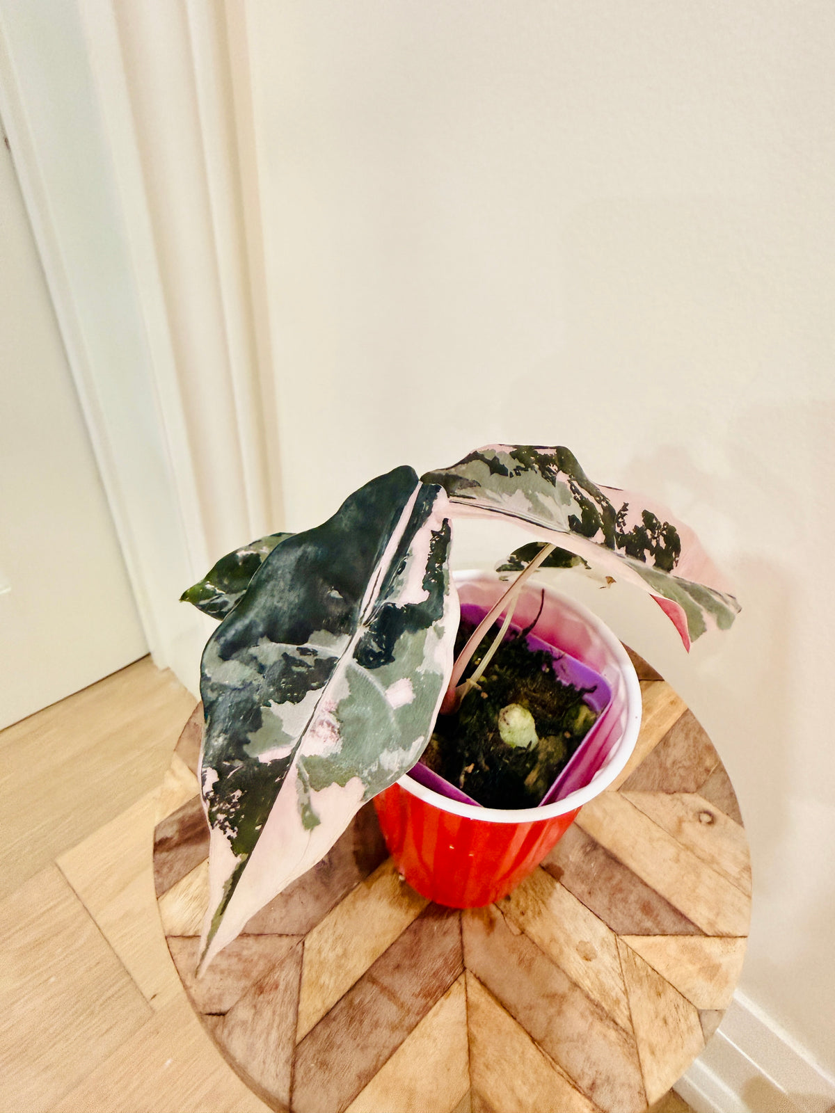 Alocasia Chantrieri Pink
