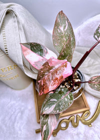 Philodendron Pink Princess Galaxy