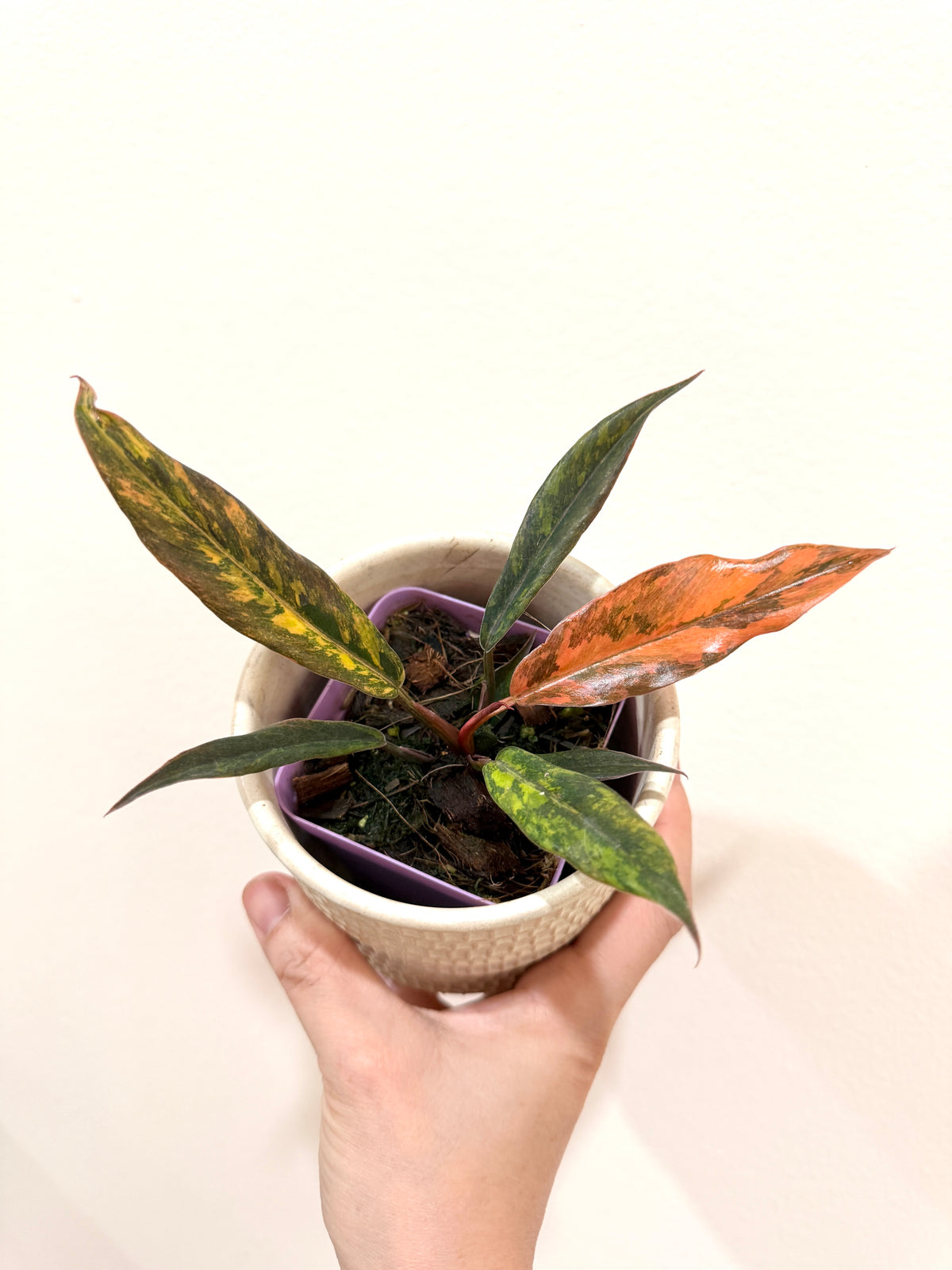 Philodendron Caramel Fire Tiger