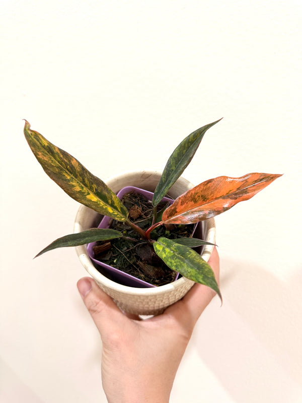 Philodendron Caramel Fire Tiger