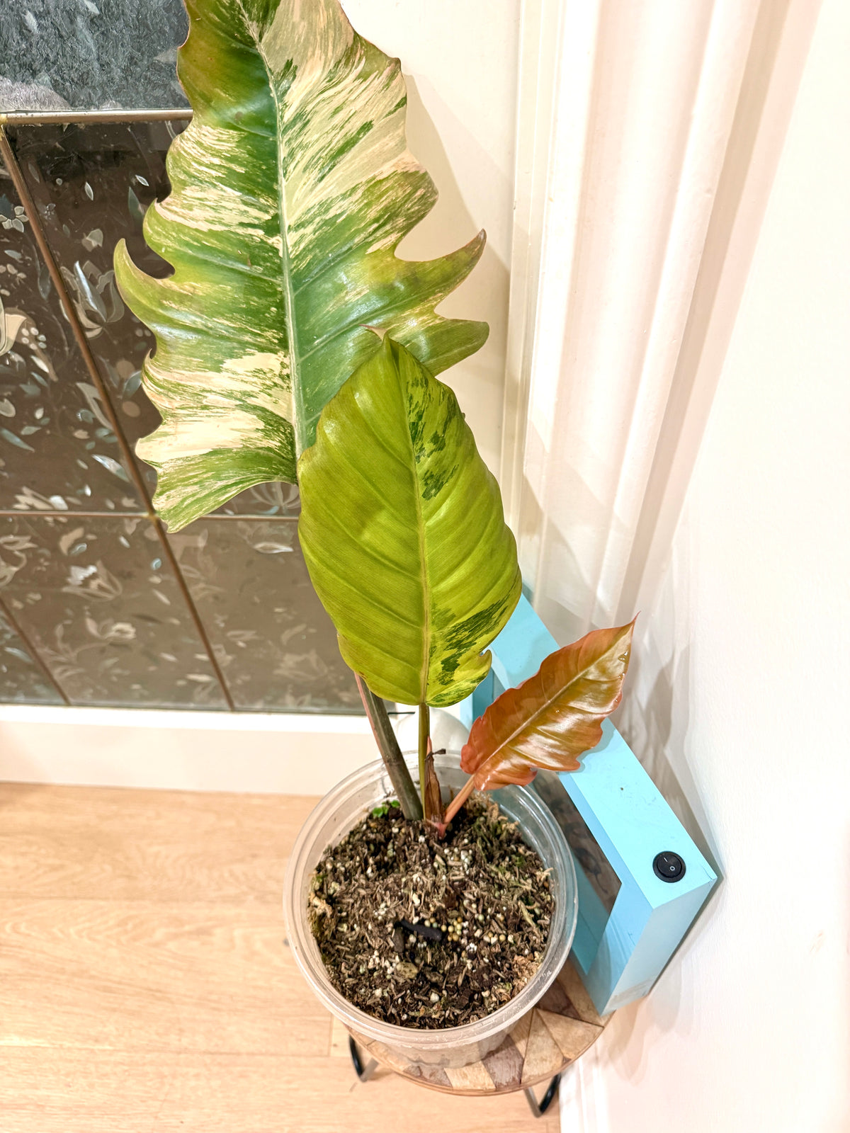 Philodendron Caramel Marble