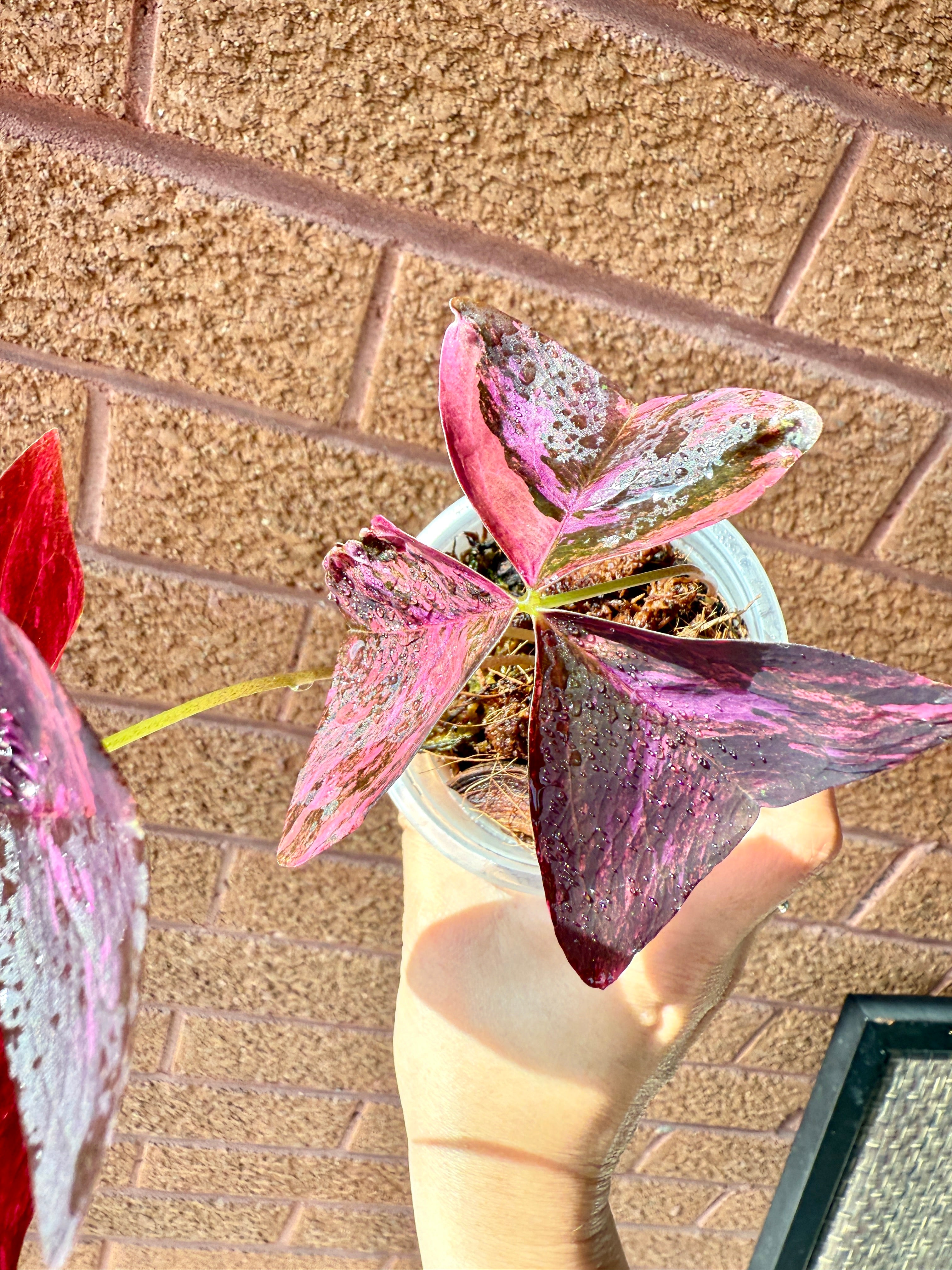 Oxalis Triangularis Variegated – Rare Tropical Plants Canada