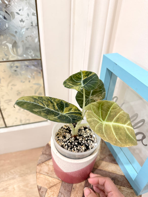 Alocasia Black Velvet Gold