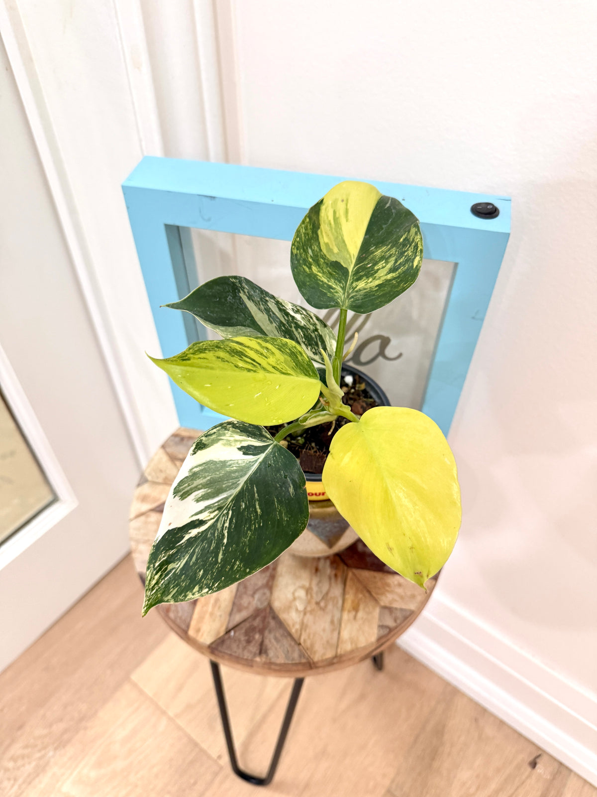Philodendron White Wizard Tricolour