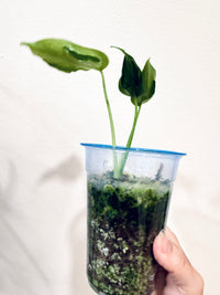 MONSTERA HURRICANE