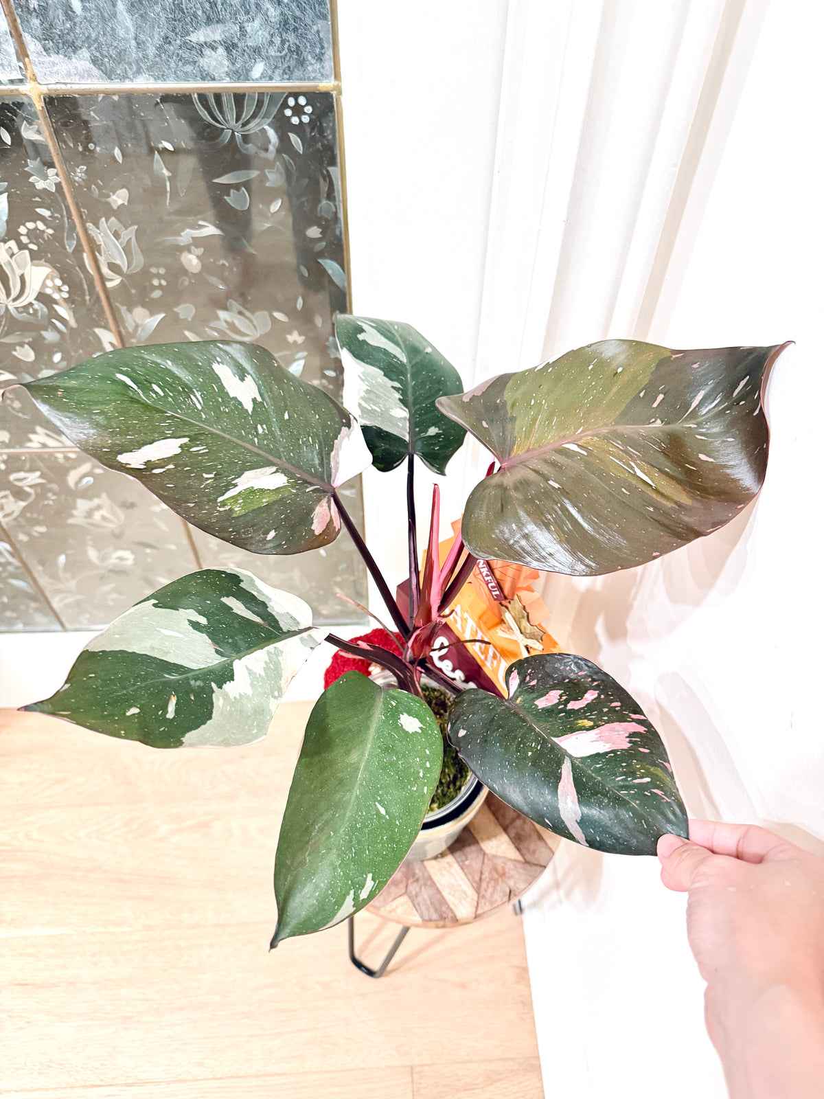 Philodendron Red Anderson Variegated
