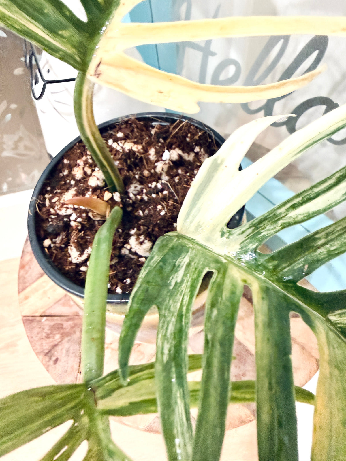 Philodendron Tortum Variegated