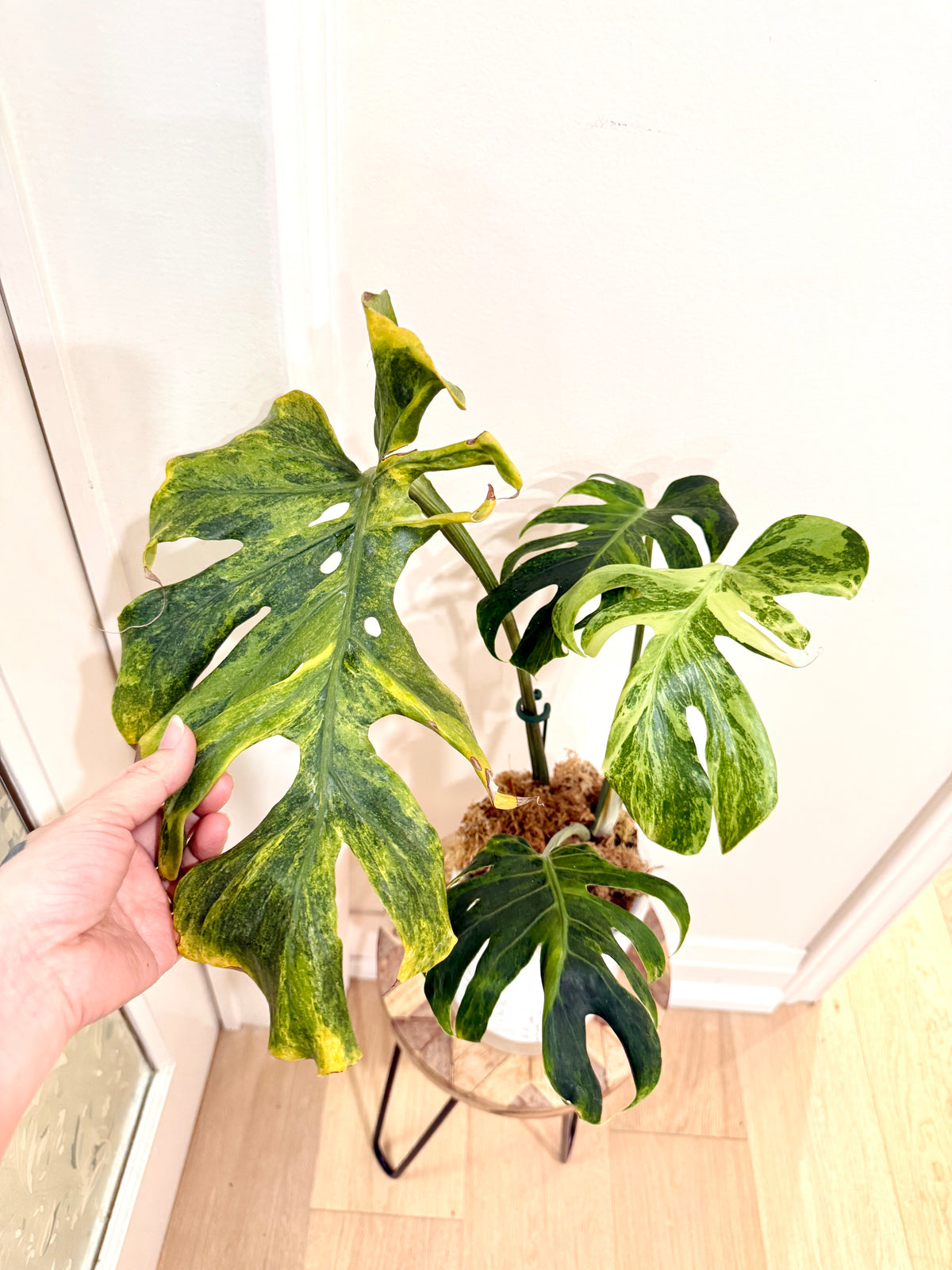 Monstera Ocean Mint Green Coral