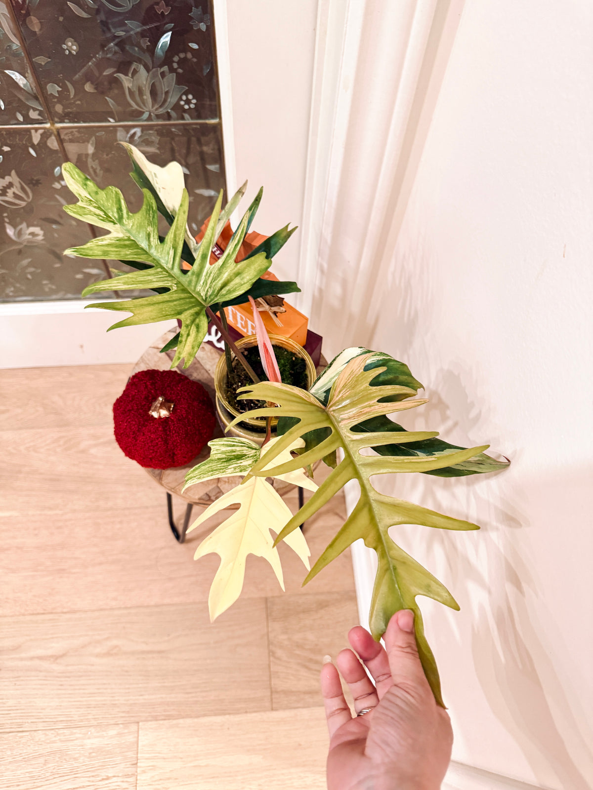 Philodendron Flobe x Tortum
