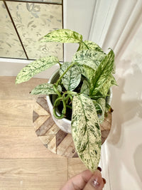 Rhaphidophora Gorilan variegated