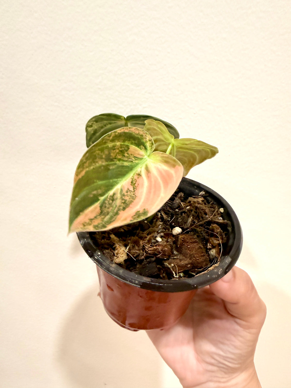 Philodendron Melanocrysum Orange "Bonfire"