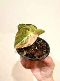 Philodendron Melanocrysum Orange "Bonfire"