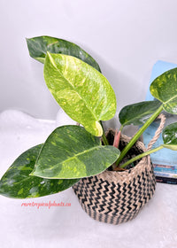 Philodendron Green Congo Nuclear