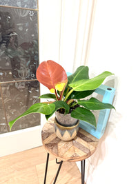 Philodendron Red Moon Variegated