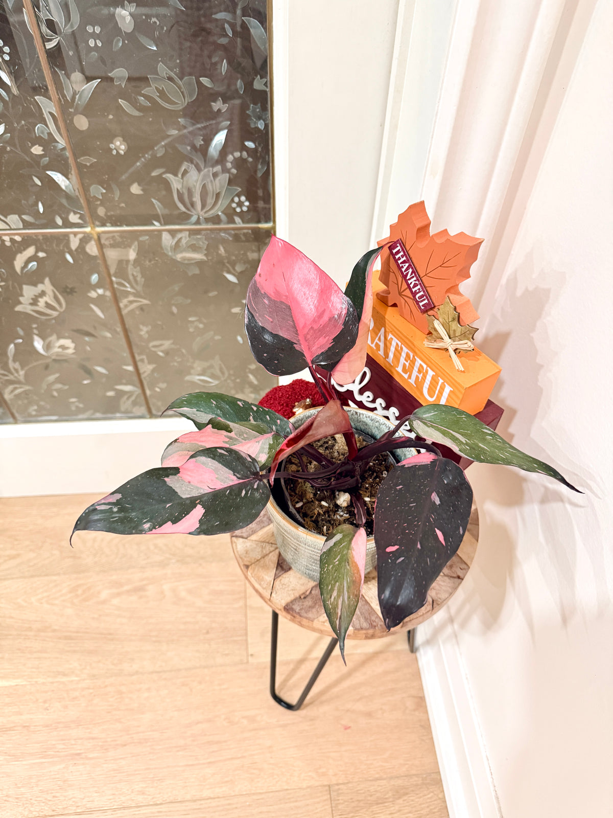 Philodendron Pink Princess Marble
