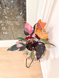 Philodendron Pink Princess Marble