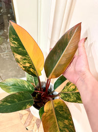 Philodendron Red Congo Variegated