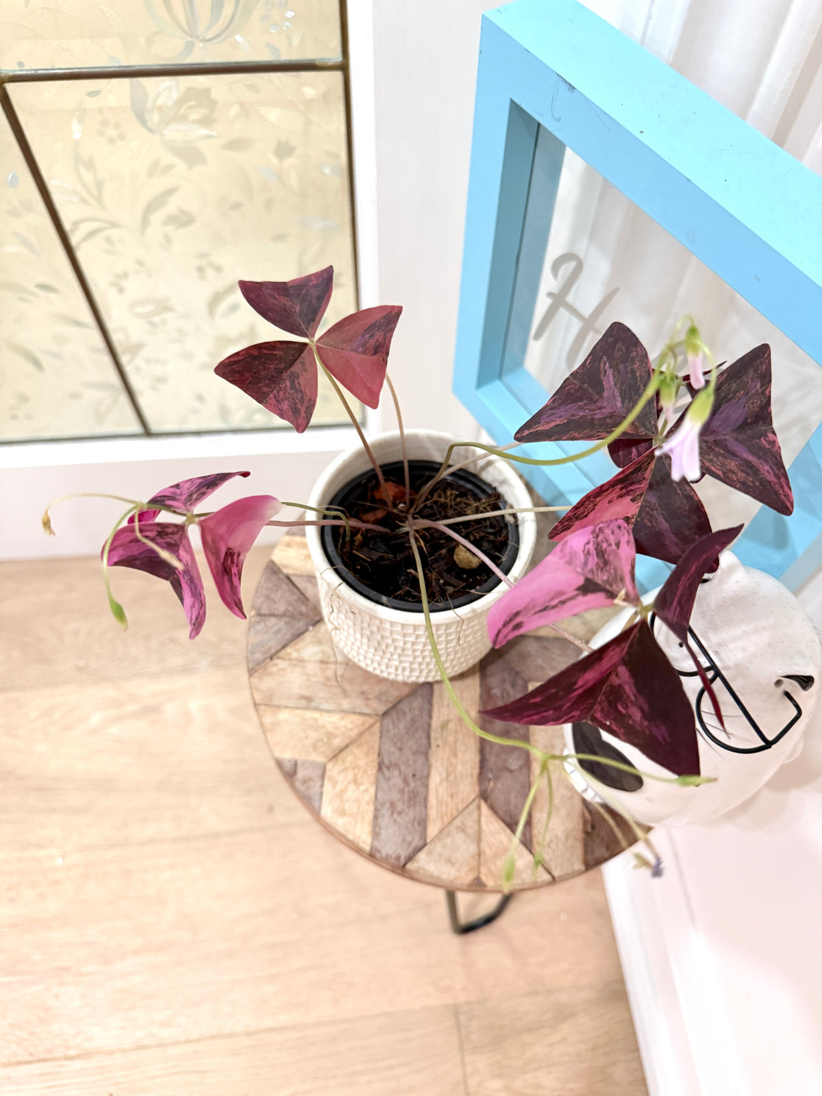 Oxalis Triangularis Variegated