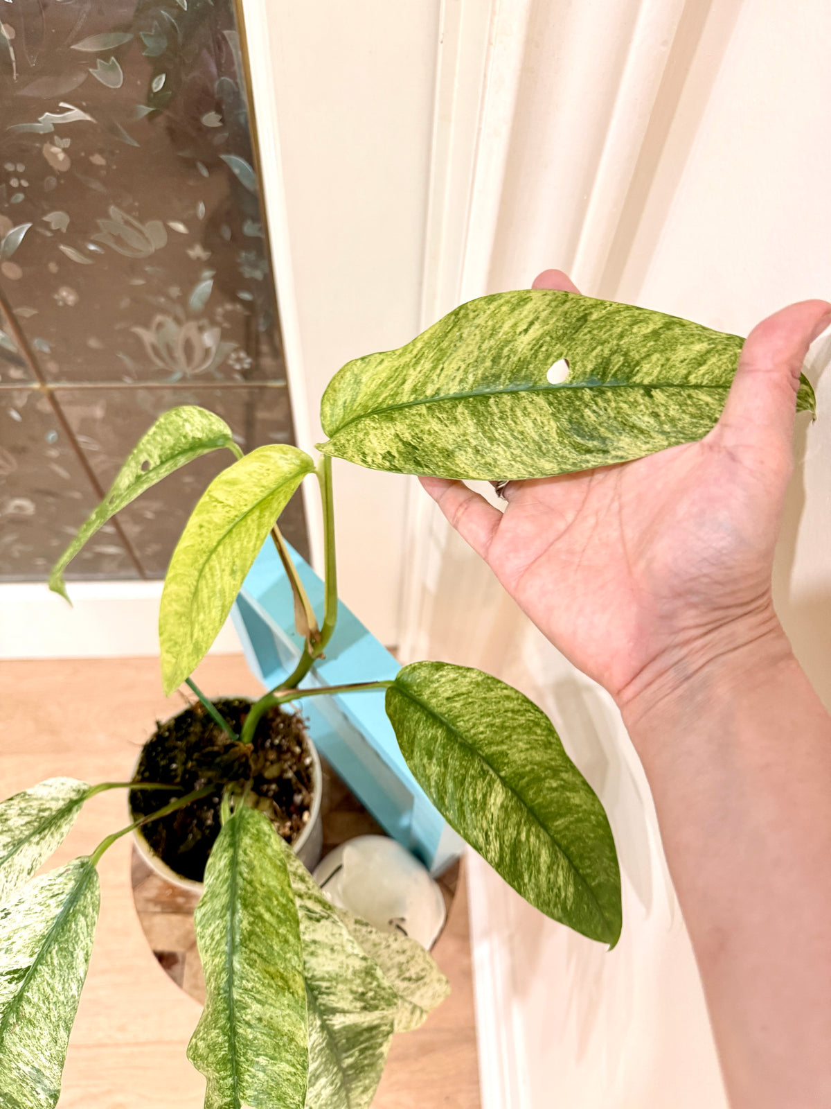 Rhaphidophora Gorilan Variegated