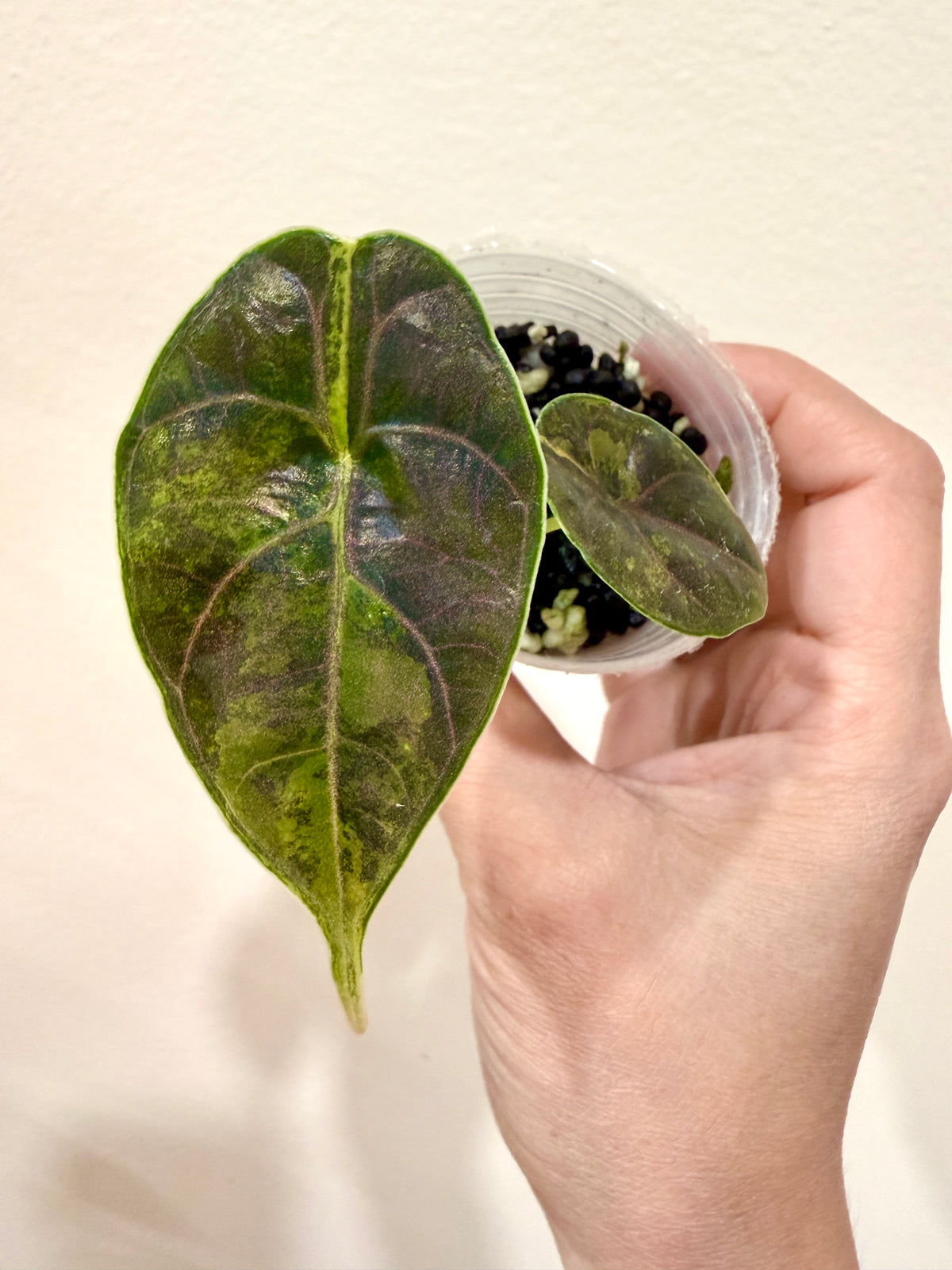 Alocasia Azlanii Aurea