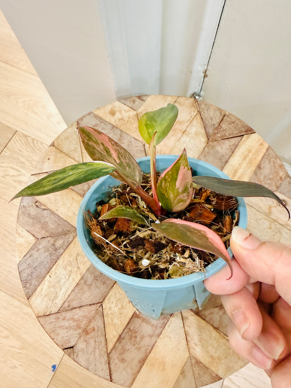 Philodendron Pink Princess Tricolour